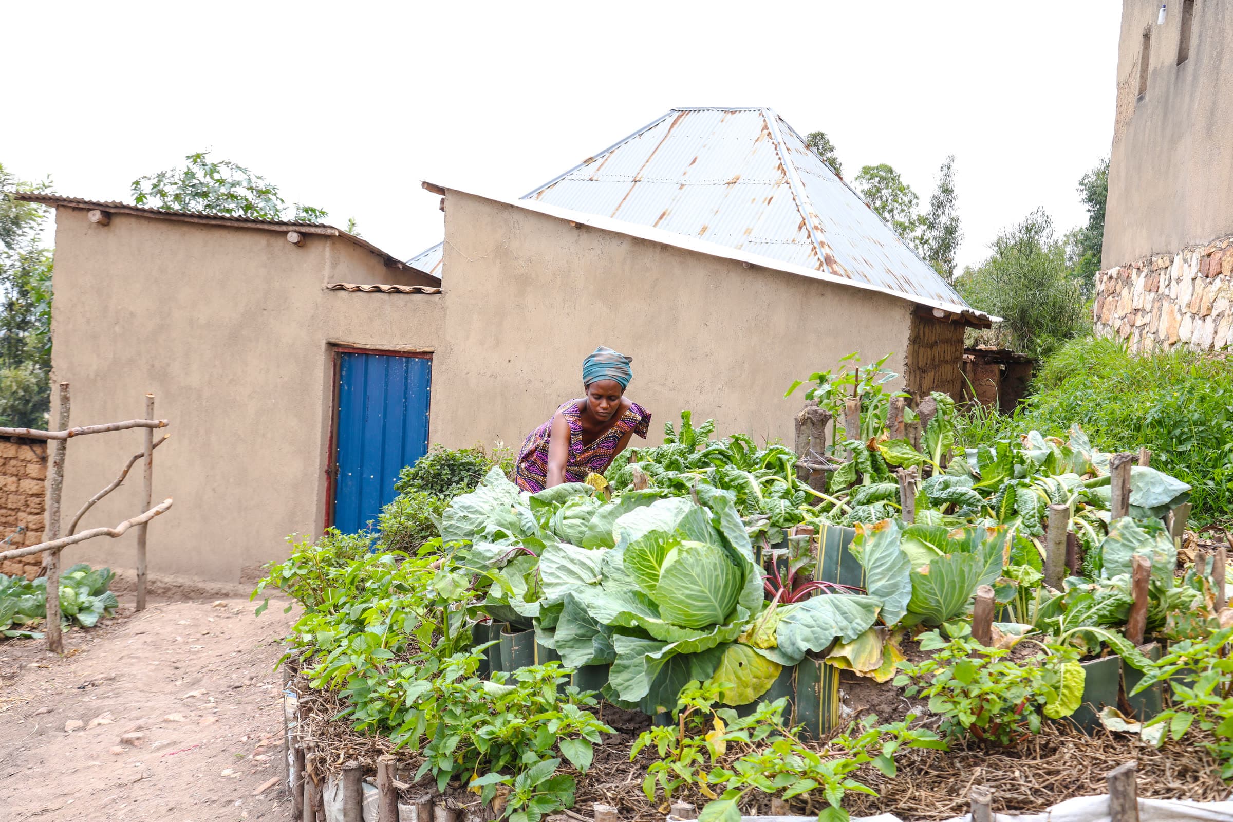 A kitchen garden of cabbages and greens beside a family home