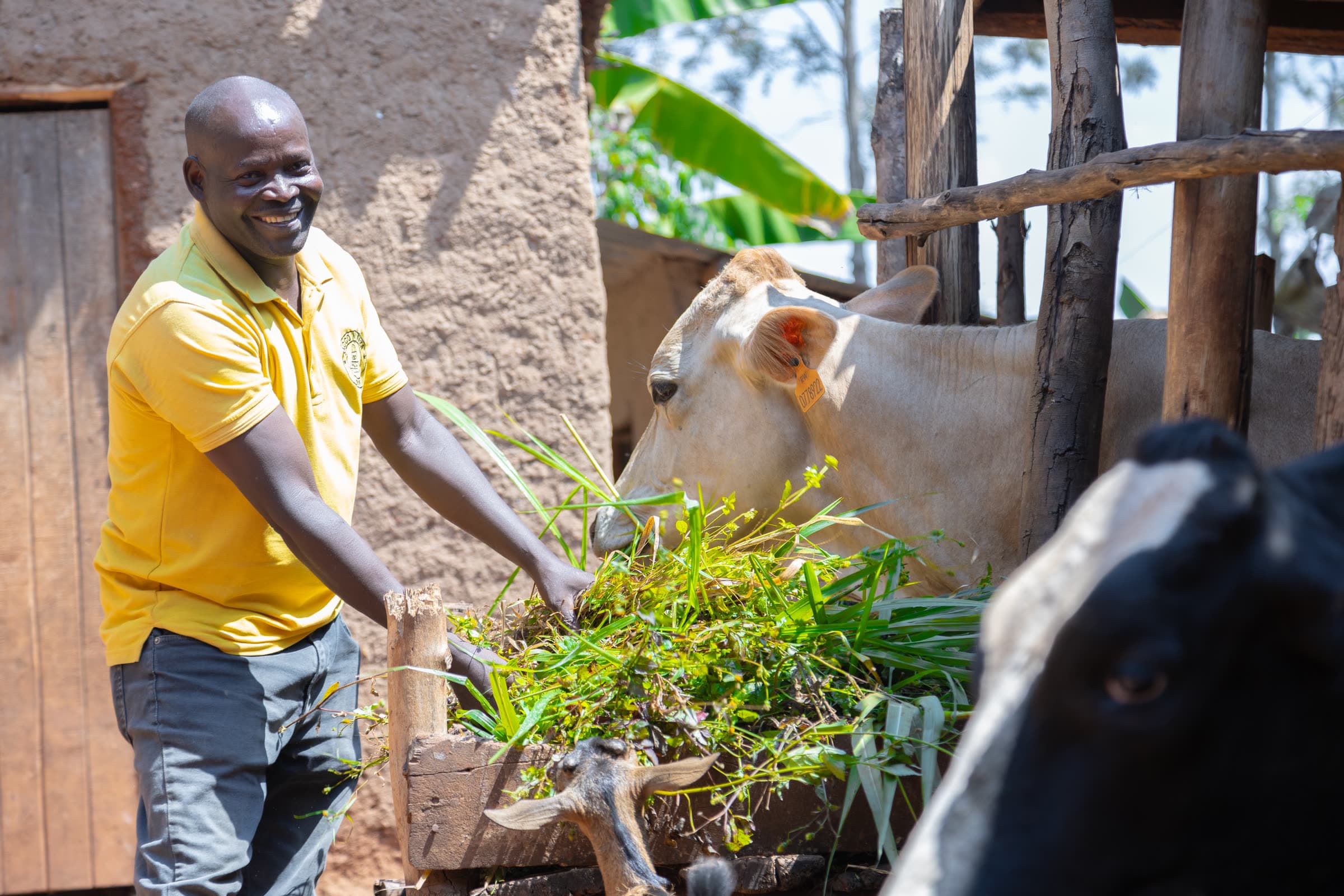 A man tending livestock and seedlings at his homestead