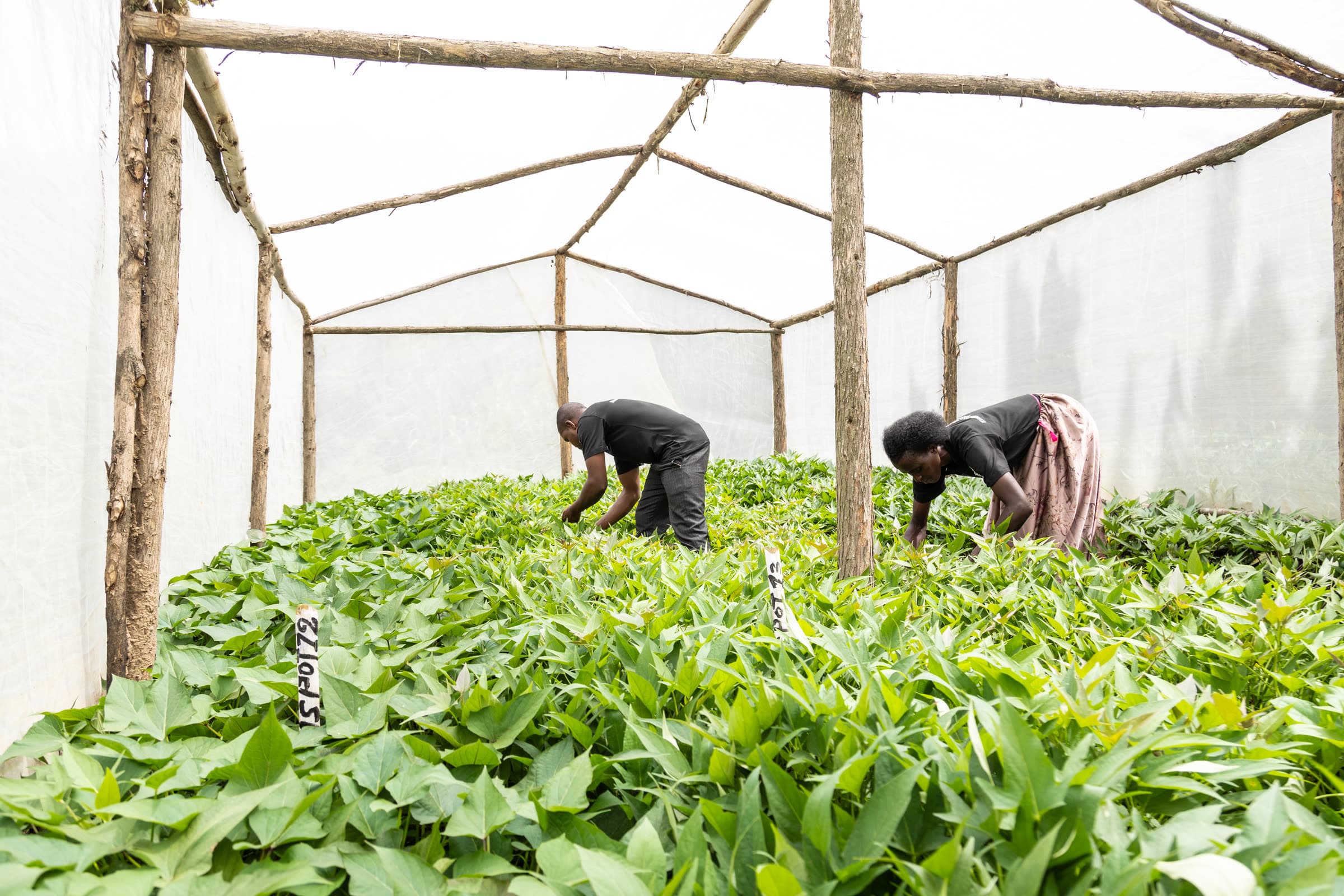 Growers tending seedlings under a shade structure